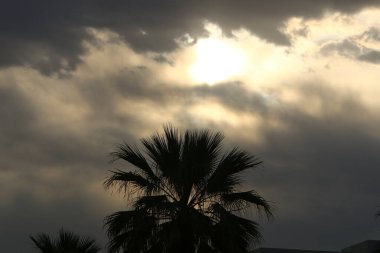 Kuzey İsrail 'de bir şehir parkında, bulutlu bir gökyüzüne karşı hurma ağacı tacı. 
