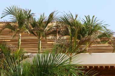 Kuzey İsrail 'de bir şehir parkında, bulutlu bir gökyüzüne karşı hurma ağacı tacı. 