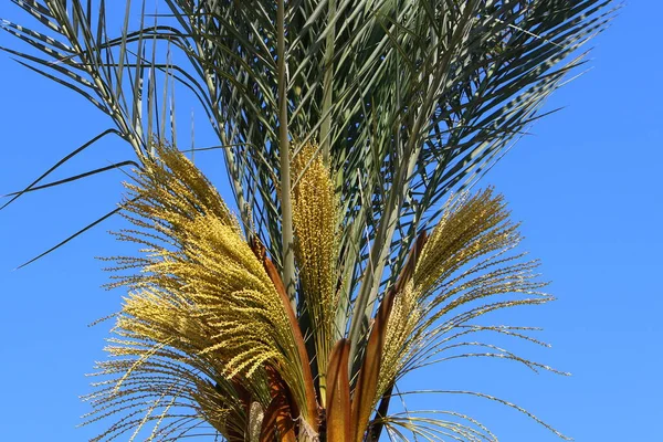 Data Coroa Palmeira Parque Cidade Norte Israel Contra Céu Nublado — Fotografia de Stock