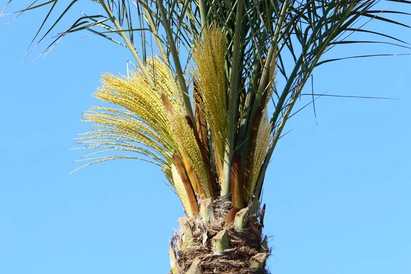 Datum Palm Kroon Een Stad Park Het Noorden Van Israël — Stockfoto