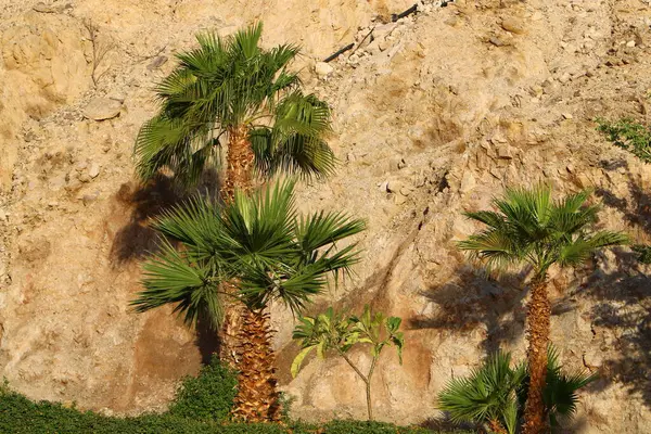 Data Korona Palmowa Parku Miejskim Północnym Izraelu Przeciwko Zachmurzonemu Niebu — Zdjęcie stockowe
