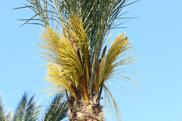 Data Coroa Palmeira Parque Cidade Norte Israel Contra Céu Nublado — Fotografia de Stock