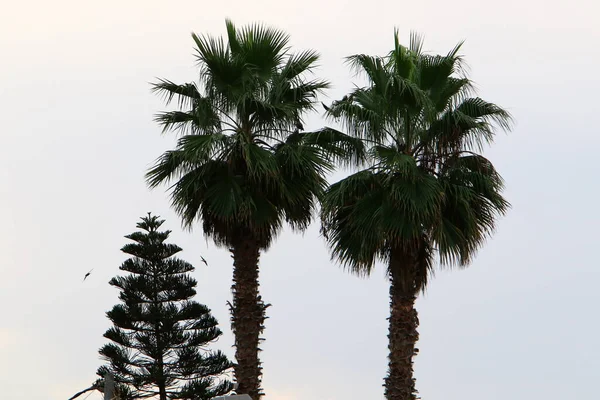 Date Palm Crown City Park Northern Israel Cloudy Sky — Stock Photo, Image