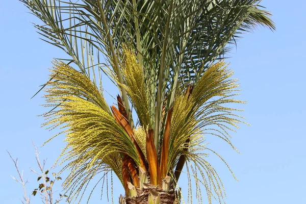 Data Coroa Palmeira Parque Cidade Norte Israel Contra Céu Nublado — Fotografia de Stock