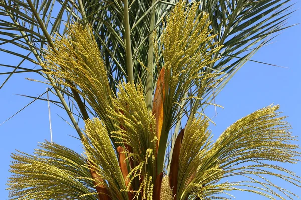 Corona Palma Datilera Parque Ciudad Norte Israel Contra Cielo Nublado —  Fotos de Stock