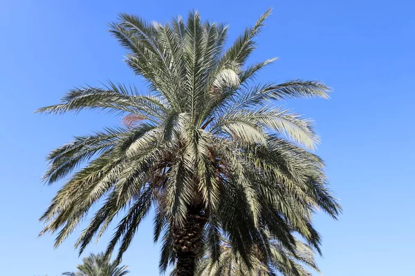 Kuzey Srail Bir Şehir Parkında Bulutlu Bir Gökyüzüne Karşı Hurma — Stok fotoğraf