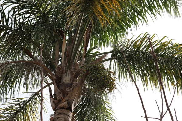 Dattelpalmenkrone Einem Stadtpark Nordisrael Vor Bewölktem Himmel — Stockfoto