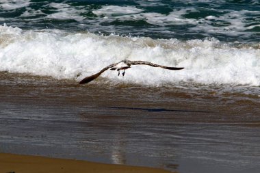 İsrail 'in kuzeyindeki Akdeniz üzerinde kuşlar uçuyor. 