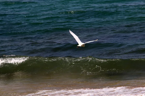 Птицы Летают Небе Над Средиземным Морем Севере Израиля — стоковое фото
