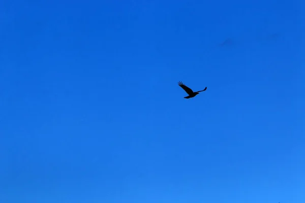 Aves Voam Céu Sobre Mar Mediterrâneo Norte Israel — Fotografia de Stock