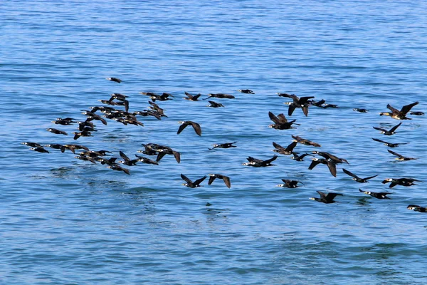 Aves Vuelan Cielo Sobre Mar Mediterráneo Norte Israel — Foto de Stock