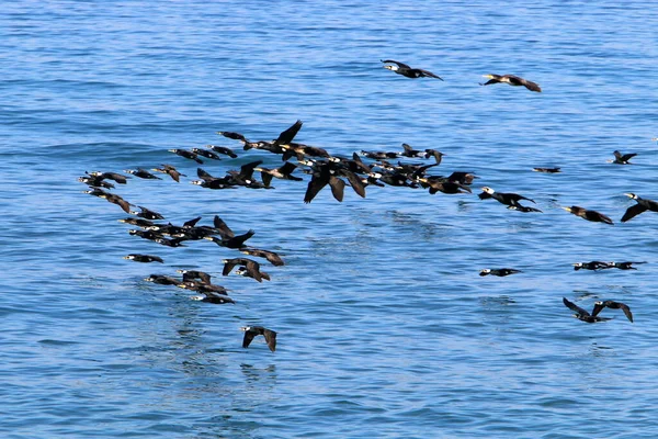 Oiseaux Volent Dans Ciel Dessus Mer Méditerranée Dans Nord Israël — Photo