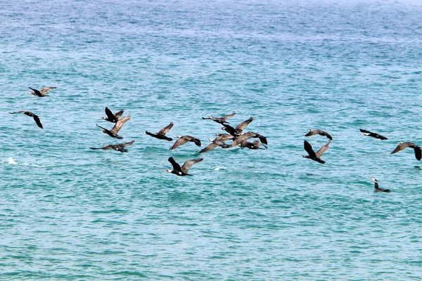 Gli Uccelli Volano Nel Cielo Sul Mar Mediterraneo Nel Nord — Foto Stock