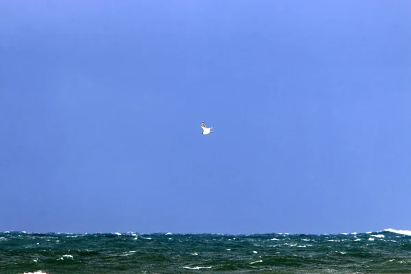 鳥は北イスラエルの地中海上空を飛ぶ — ストック写真