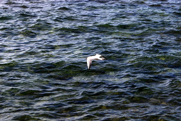 Oiseaux Volent Dans Ciel Dessus Mer Méditerranée Dans Nord Israël — Photo