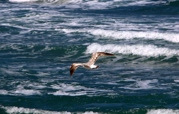 Oiseaux Volent Dans Ciel Dessus Mer Méditerranée Dans Nord Israël — Photo