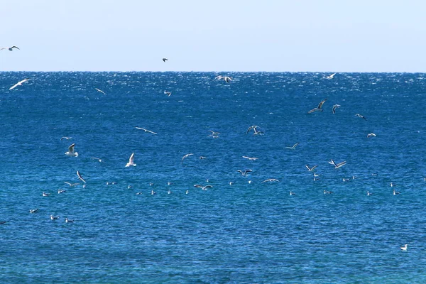 Oiseaux Volent Dans Ciel Dessus Mer Méditerranée Dans Nord Israël — Photo