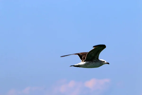 Srail Kuzeyindeki Akdeniz Üzerinde Kuşlar Uçuyor — Stok fotoğraf