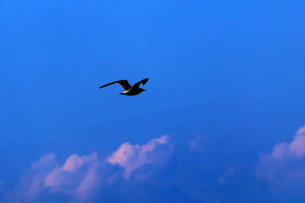 Burung Terbang Langit Atas Laut Mediterania Israel Utara — Stok Foto