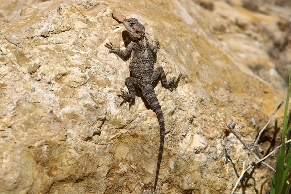 Lizard Sits Large Rock Enjoying Morning Sun Wildlife Forest Northern — Stock Photo, Image