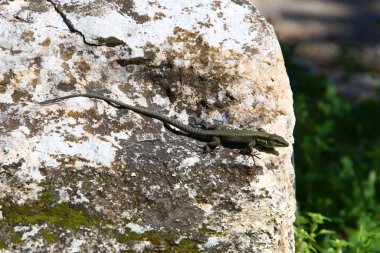 Kertenkele büyük bir kayanın üzerinde oturuyor, sabah güneşinin tadını çıkarıyor. Kuzey İsrail 'deki ormandaki vahşi yaşam 