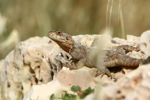 Lizard Sits Large Rock Enjoying Morning Sun Wildlife Forest Northern — Stock Photo, Image