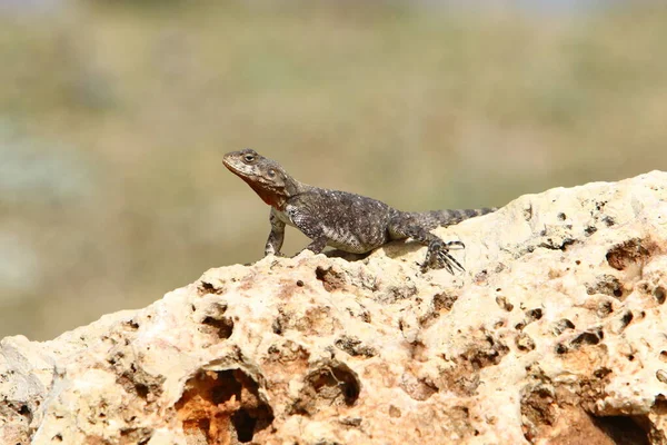 Lizard Sits Large Rock Enjoying Morning Sun Wildlife Forest Northern — Stock Photo, Image
