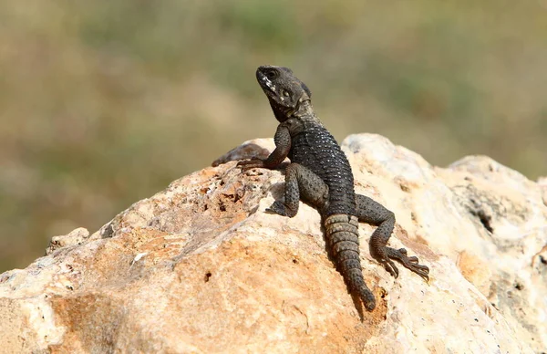 Lizard Sits Large Rock Enjoying Morning Sun Wildlife Forest Northern — Stock Photo, Image