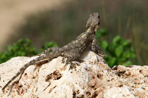 Lizard Sits Large Rock Enjoying Morning Sun Wildlife Forest Northern — Stock Photo, Image