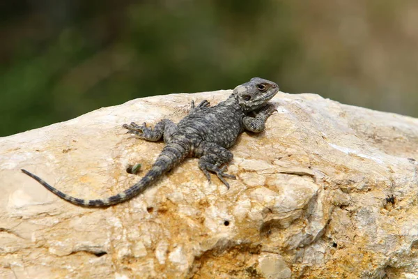 Lucertola Siede Una Grande Roccia Godendo Sole Del Mattino Fauna — Foto Stock