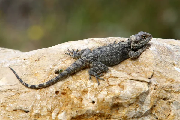 Lizard Sits Large Rock Enjoying Morning Sun Wildlife Forest Northern — Stock Photo, Image