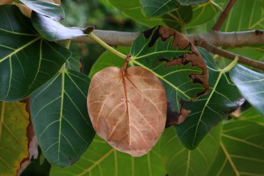 Şehir parkındaki bir ağacın dallarında çok renkli yapraklar. Yapraklar sabah güneşiyle aydınlanır.. 