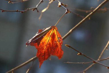 Şehir parkındaki bir ağacın dallarında çok renkli yapraklar. Yapraklar sabah güneşiyle aydınlanır.. 