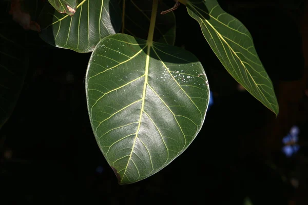 Flerfärgade Blad Grenarna Ett Träd Stadspark Bladen Lyses Upp Morgonsolen — Stockfoto