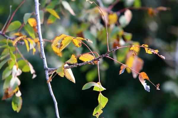 Bunte Blätter Den Ästen Eines Baumes Einem Stadtpark Die Blätter — Stockfoto