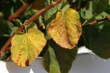 Şehir parkındaki bir ağacın dallarında çok renkli yapraklar. Yapraklar sabah güneşiyle aydınlanır.. 