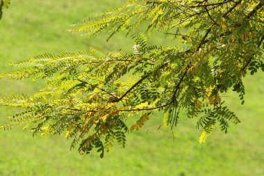 Şehir parkındaki bir ağacın dallarında çok renkli yapraklar. Yapraklar sabah güneşiyle aydınlanır.. 