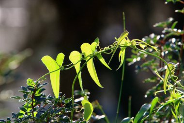 Şehir parkındaki bir ağacın dallarında çok renkli yapraklar. Yapraklar sabah güneşiyle aydınlanır.. 