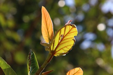 Şehir parkındaki bir ağacın dallarında çok renkli yapraklar. Yapraklar sabah güneşiyle aydınlanır.. 