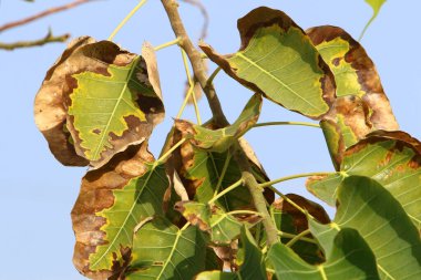 Şehir parkındaki bir ağacın dallarında çok renkli yapraklar. Yapraklar sabah güneşiyle aydınlanır.. 