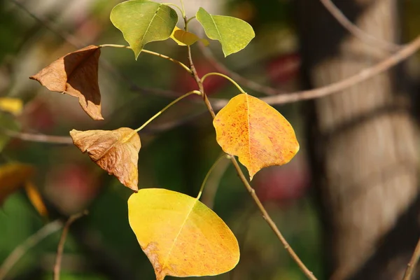 Folhas Multicoloridas Nos Ramos Uma Árvore Parque Cidade Folhas São — Fotografia de Stock