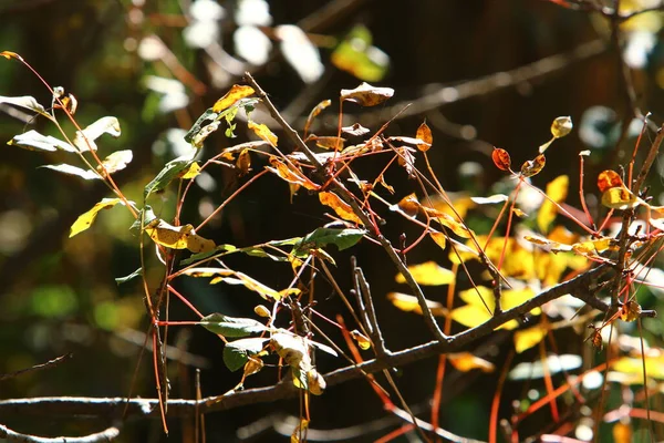 Многоцветные Листья Ветвях Дерева Городском Парке Листья Освещаются Утренним Солнцем — стоковое фото