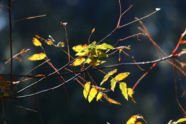 공원에 나무의 가지에 색깔의 나뭇잎 있습니다 햇살을 — 스톡 사진