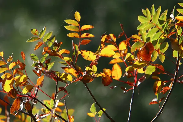 Bunte Blätter Den Ästen Eines Baumes Einem Stadtpark Die Blätter — Stockfoto