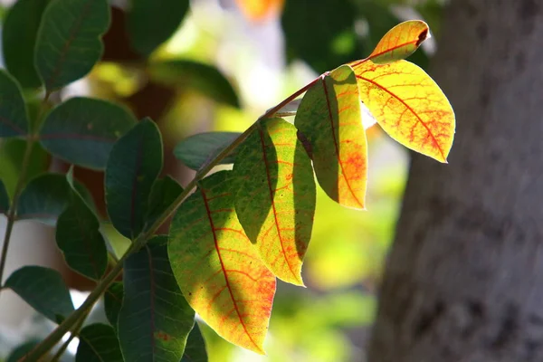 Hojas Multicolores Las Ramas Árbol Parque Urbano Las Hojas Están —  Fotos de Stock