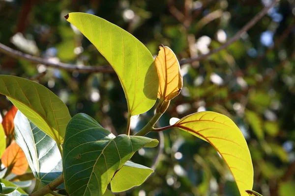 Hojas Multicolores Las Ramas Árbol Parque Urbano Las Hojas Están —  Fotos de Stock