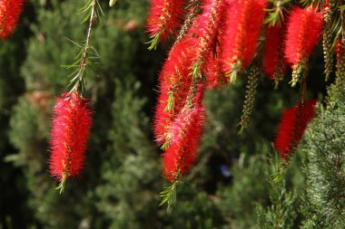 Şehir parkındaki bir çiçeklikte yaz çiçekleri. İsrail 'de sıcak yaz. 
