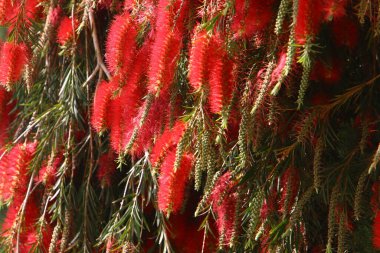 Şehir parkındaki bir çiçeklikte yaz çiçekleri. İsrail 'de sıcak yaz. 