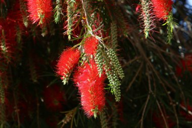 Şehir parkındaki bir çiçeklikte yaz çiçekleri. İsrail 'de sıcak yaz. 