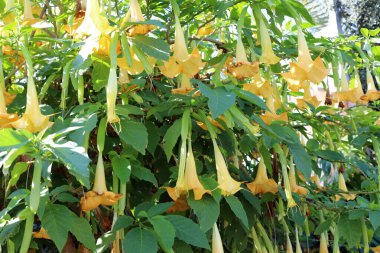 Şehir parkındaki bir çiçeklikte yaz çiçekleri. İsrail 'de sıcak yaz. 